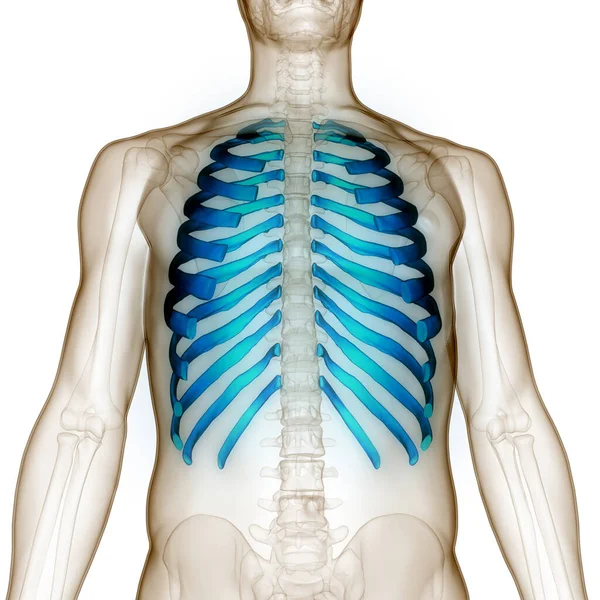 Sistema Esqueleto Humano Costela Gaiola Osso Articula Anatomia — Fotografia de Stock