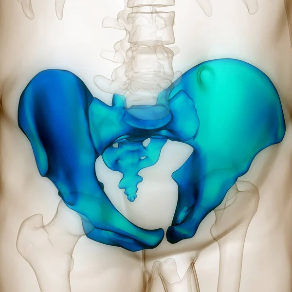 Sistema Esquelético Humano Pelvis Articulaciones Óseas Anatomía — Foto de Stock
