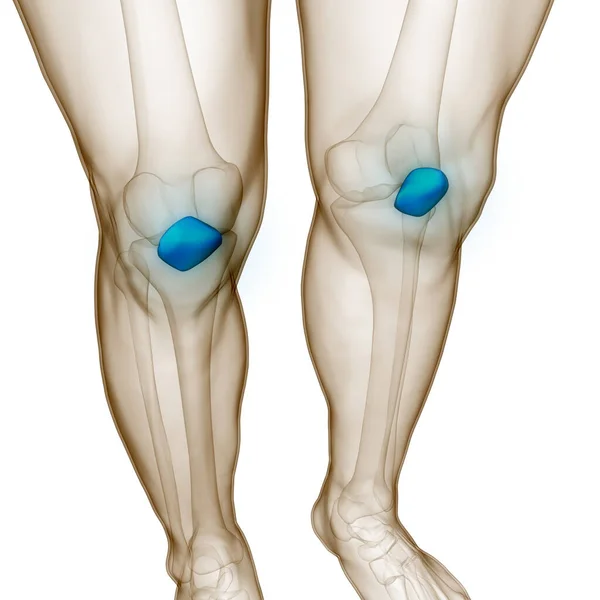 Human Skeleton System Patella Bone Joints Anatomy 약자이다 — 스톡 사진