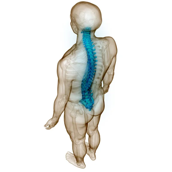 Spinal Cord Vertebral Column Human Skeleton System Anatomy 약자이다 — 스톡 사진