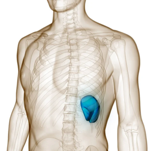 Anatomie Des Menschlichen Inneren Organs Milz — Stockfoto