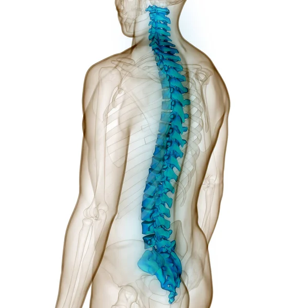 Spinal Cord Vertebral Column Human Skeleton System Anatomy 약자이다 — 스톡 사진