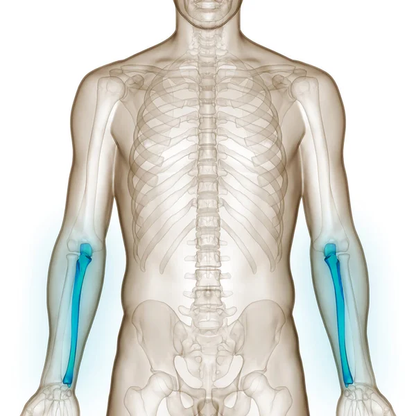 Ανθρώπινο Skeleton Σύστημα Ulna Αρθρώσεις Οστών Ανατομία — Φωτογραφία Αρχείου