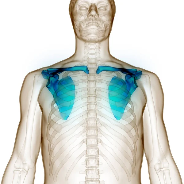 Human Skeleton System Pectoral Girdle Bone Joints Anatomy 약자이다 — 스톡 사진