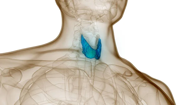 Анатомия Щитовидной Железы Человека — стоковое фото