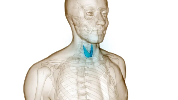 人的身体腺体甲状腺解剖 — 图库照片