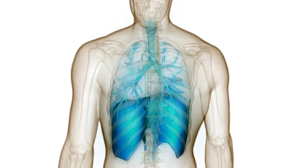 Human Respiratory System Lungs Diaphragm Anatomy — стокове фото