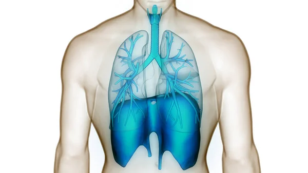 Diyafram Anatomisi Olan Insan Solunum Sistemi Akciğerleri Boyut — Stok fotoğraf