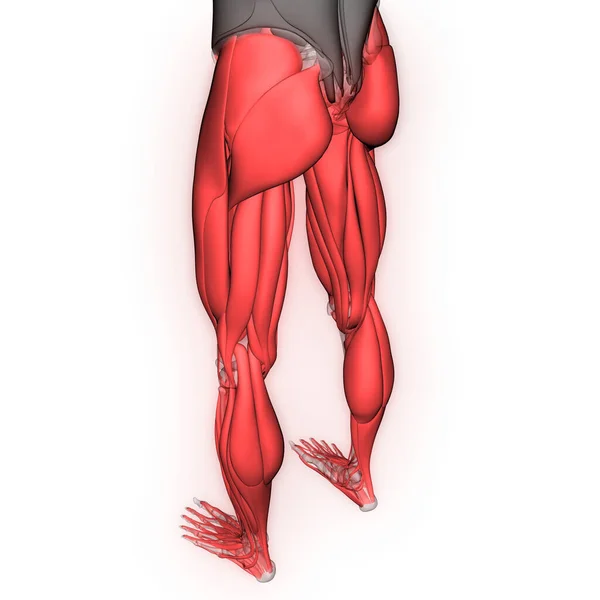 人間の筋肉系の解剖学の一部を筋肉 — ストック写真