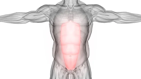 Ανθρώπινο Μυϊκό Σύστημα Torso Μύες Rectus Abdominis Μυϊκή Ανατομία — Φωτογραφία Αρχείου