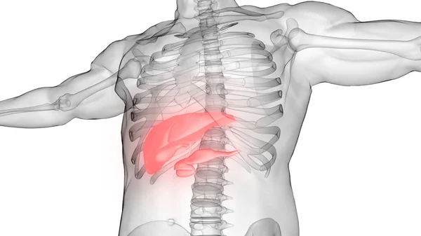 ヒトの内臓膵臓と胆嚢の解剖学 — ストック写真