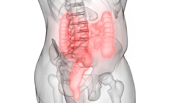 Anatomia Del Sistema Digestivo Umano — Foto Stock