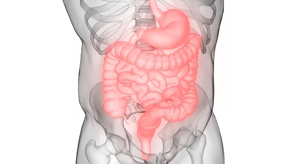 Human Digestive System Anatomy — Stock Photo, Image