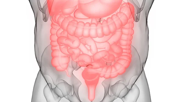 Anatomie Lidského Trávicího Ústrojí — Stock fotografie