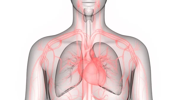 Anatomie Srdce Lidského Oběhového Systému — Stock fotografie