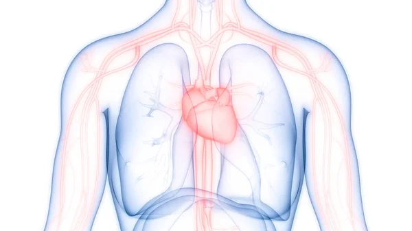 Herz Anatomie Des Menschlichen Kreislaufsystems — Stockfoto