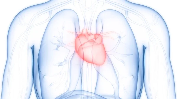 Système Circulatoire Humain Anatomie Cardiaque — Photo