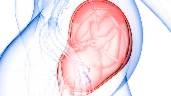 Human Fetus Baby Womb Anatomy — Stock Photo, Image