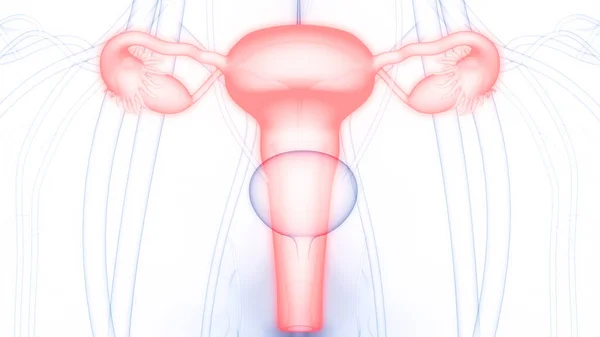 Anatomie Ženského Reprodukčního Systému — Stock fotografie