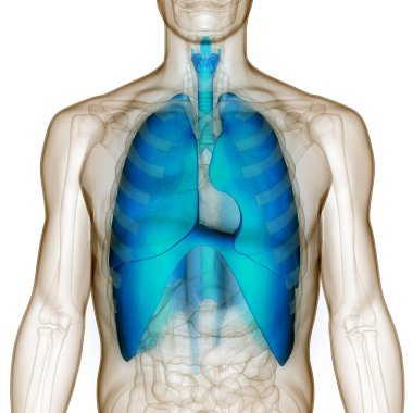 Diyafram anatomisi olan insan solunum sistemi akciğerleri. Üç Boyut