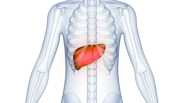 Human Internal Digestive Organ Liver Anatomy Inglés — Foto de Stock