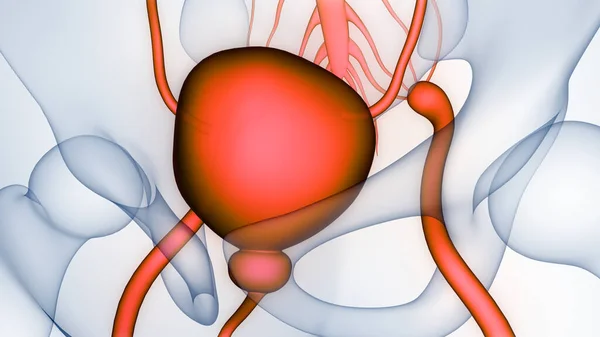 Anatomía Vesical Del Sistema Urinario Humano — Foto de Stock