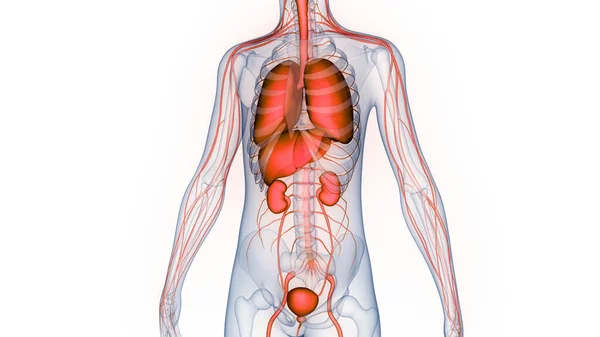 Fígado Órgãos Internos Humanos Pulmões Com Anatomia Sistema Urinário — Fotografia de Stock