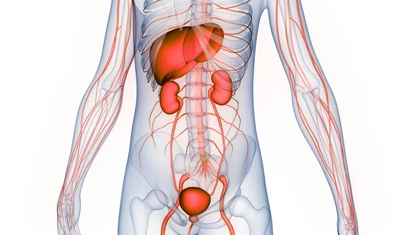 Órgano Interno Humano Hígado Con Anatomía Del Sistema Urinario — Foto de Stock
