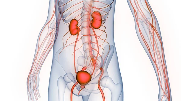 Riñones Del Sistema Urinario Humano Con Anatomía Vesical —  Fotos de Stock