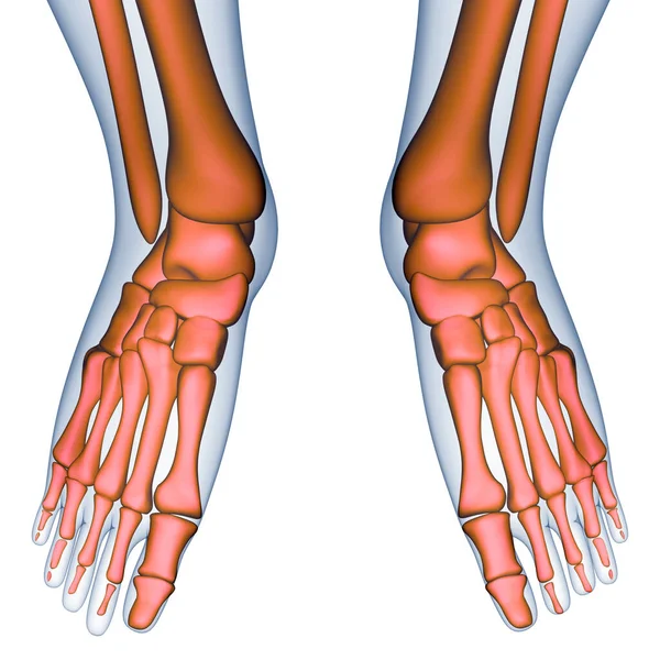 시스템 Human Skeleton System Feet Bone Joints Anatomy 다음을 가리킨다 — 스톡 사진