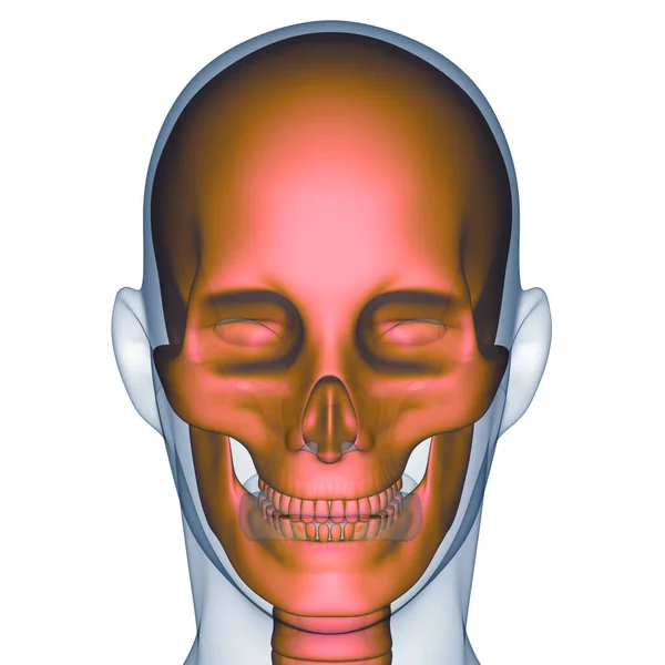 Nsan Skeleti Kafatası Anatomisi Görüntü — Stok fotoğraf