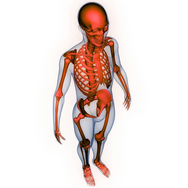 Anatomia Delle Articolazioni Ossee Del Sistema Scheletrico Umano — Foto Stock