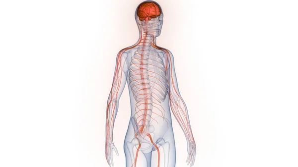 Anatomia Cerebrale Del Sistema Nervoso Centrale Umano — Foto Stock