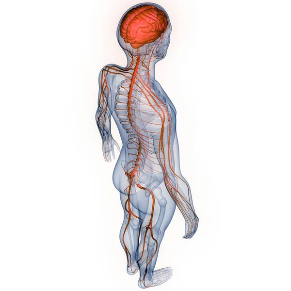 Anatomía Cerebral Del Sistema Nervioso Central Humano — Foto de Stock