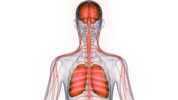 Organes Internes Humains Cerveau Avec Anatomie Pulmonaire — Photo