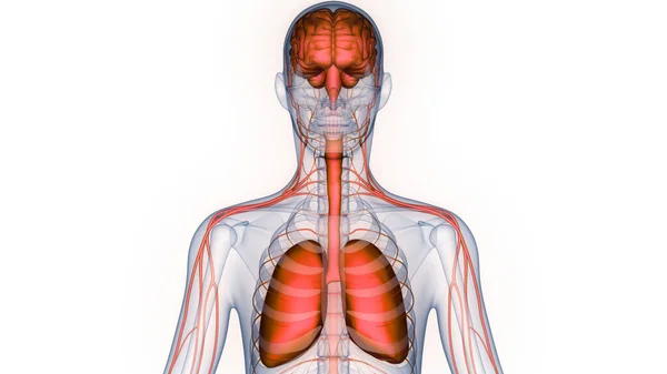 Lidské Vnitřní Orgány Anatomií Plic — Stock fotografie