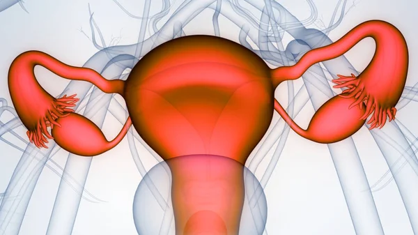 Anatomía Del Sistema Reproductivo Femenino —  Fotos de Stock