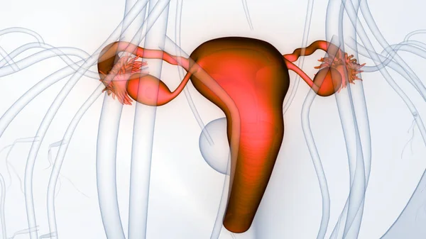 Анатомия Женской Репродуктивной Системы — стоковое фото