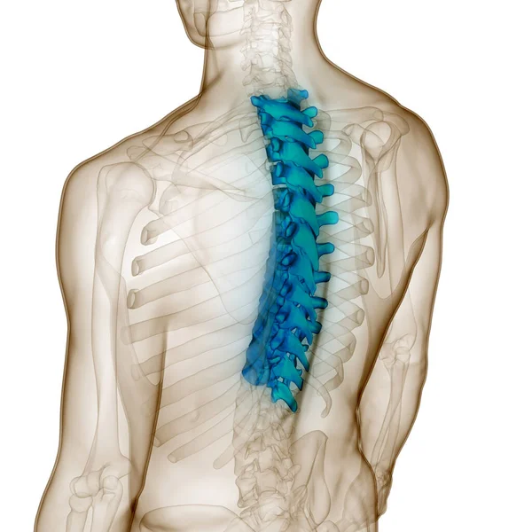 Columna Vertebral Médula Espinal Vértebras Torácicas Anatomía Del Sistema Esquelético — Foto de Stock