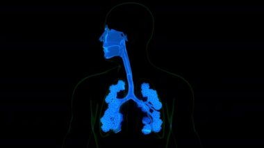 İnsan Solunum Sistemi Akciğerleri Anatomisi. Üç Boyut