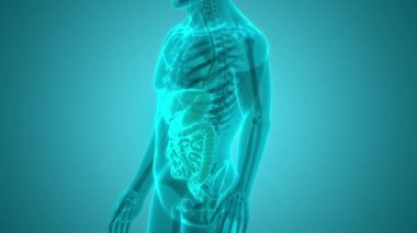 İnsan Sindirim Sistemi Anatomisi. Üç Boyut