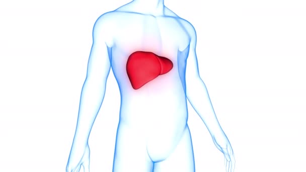Human Internal Digestive Organ Liver Anatomy Inglés — Vídeo de stock
