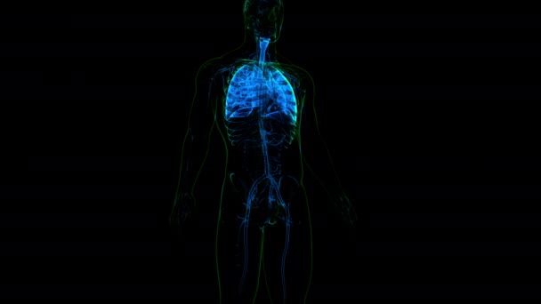 Anatomie Der Lungen Des Menschlichen Atemsystems — Stockvideo