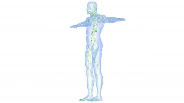 Человеческая Внутренняя Система Lymph Nodes Anatomy — стоковое видео