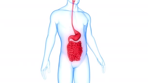 Anatomia Del Sistema Digestivo Umano — Video Stock