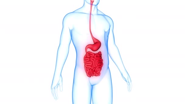 Anatomie Des Menschlichen Verdauungssystems — Stockvideo