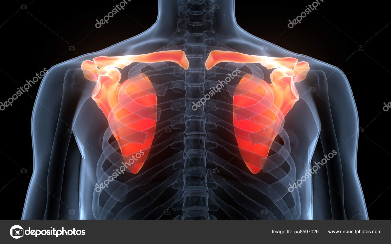 Human Skeleton System Pectoral Girdle Bone Joints Anatomy Stock Photo