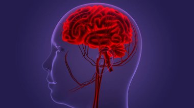 İnsan Merkezi Sinir Sistemi Beyin Anatomisi. 3d