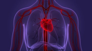 İnsan Dolaşım Sistemi Kalp Anatomisi. Üç Boyut