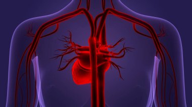 İnsan Dolaşım Sistemi Kalp Anatomisi. Üç Boyut